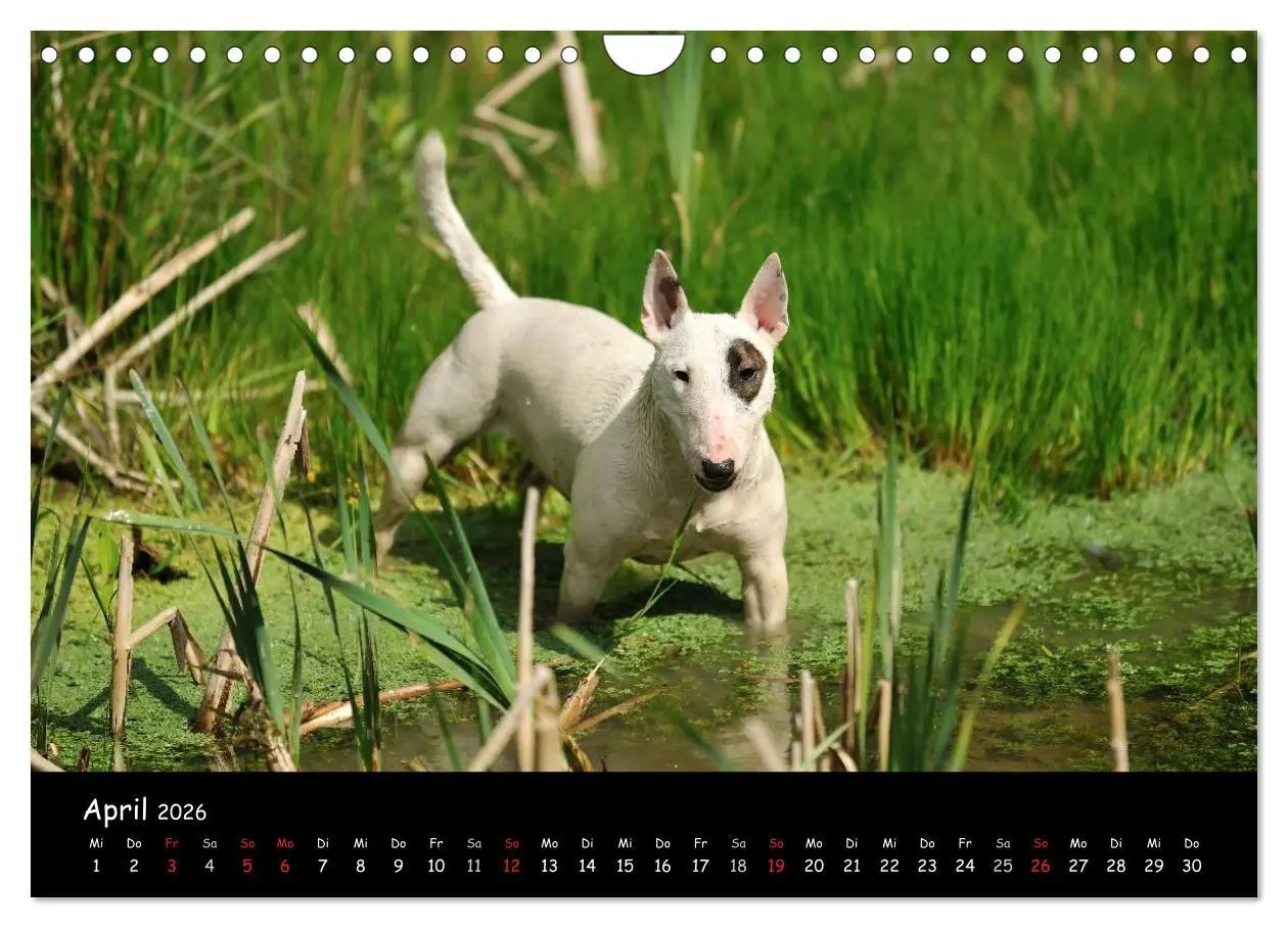 Bild: 9783516042092 | Bullterrier? Was sonst! (Wandkalender 2026 DIN A4 quer), CALVENDO...