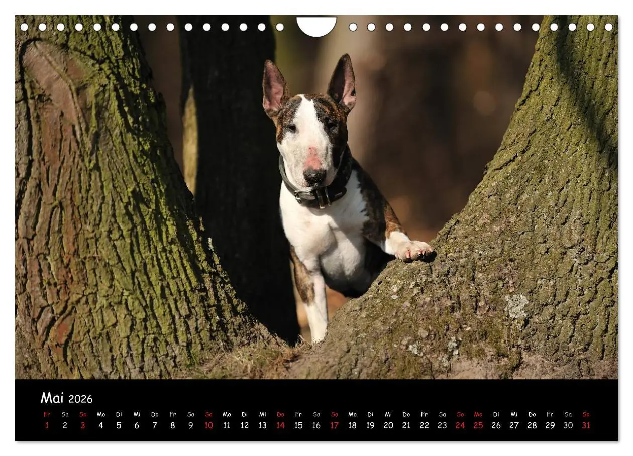 Bild: 9783516042092 | Bullterrier? Was sonst! (Wandkalender 2026 DIN A4 quer), CALVENDO...
