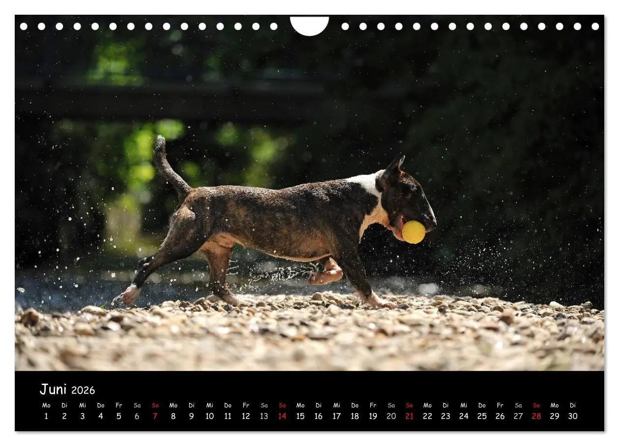 Bild: 9783516042092 | Bullterrier? Was sonst! (Wandkalender 2026 DIN A4 quer), CALVENDO...