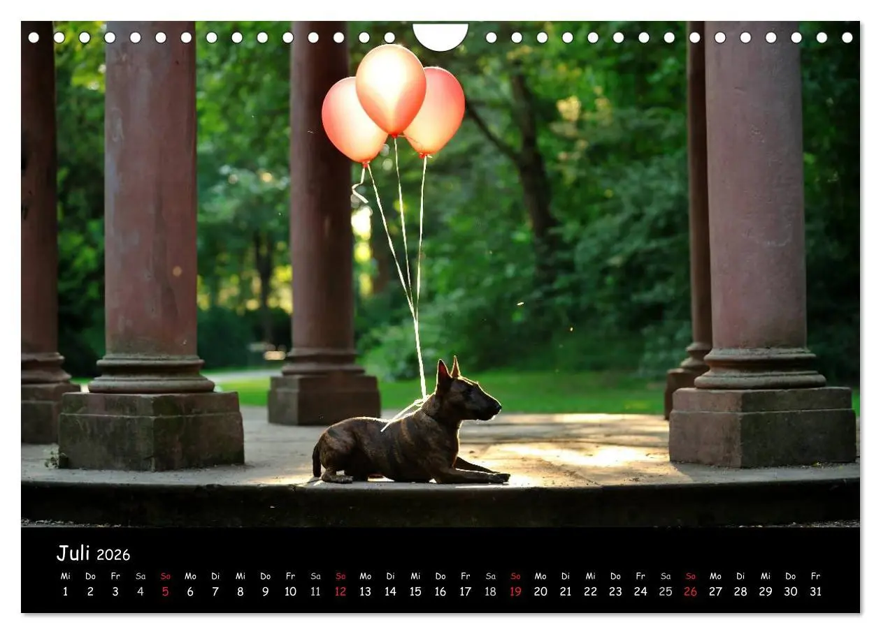 Bild: 9783516042092 | Bullterrier? Was sonst! (Wandkalender 2026 DIN A4 quer), CALVENDO...