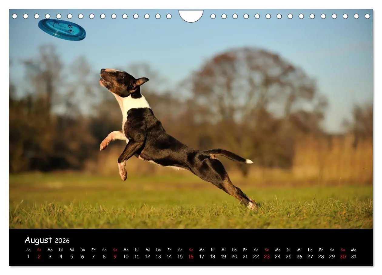 Bild: 9783516042092 | Bullterrier? Was sonst! (Wandkalender 2026 DIN A4 quer), CALVENDO...