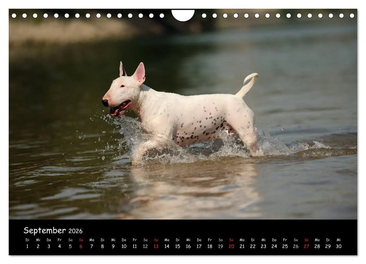 Bild: 9783516042092 | Bullterrier? Was sonst! (Wandkalender 2026 DIN A4 quer), CALVENDO...