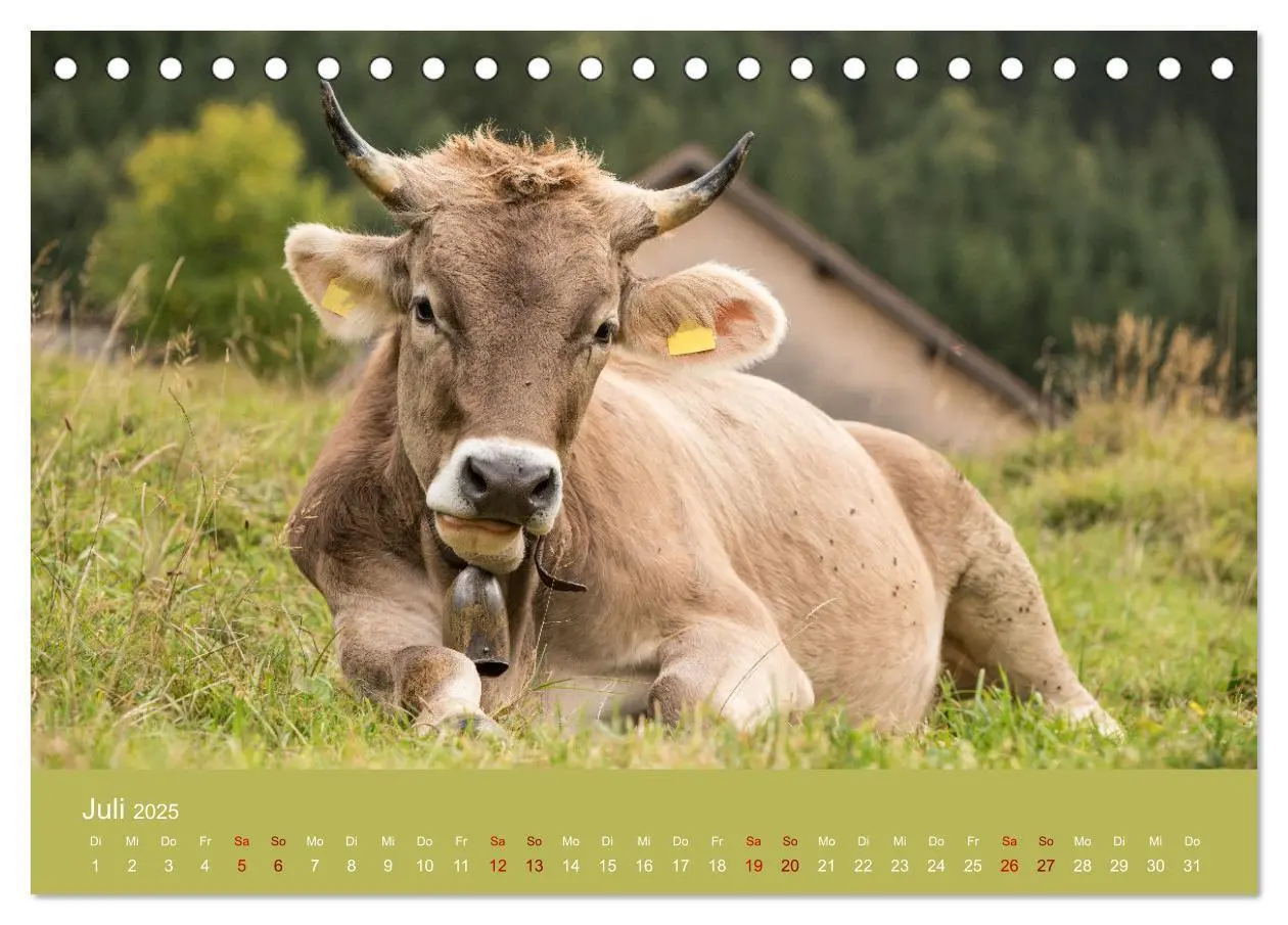 Bild: 9783383832192 | Allgäuer Rindvieh 2025 (Tischkalender 2025 DIN A5 quer), CALVENDO...