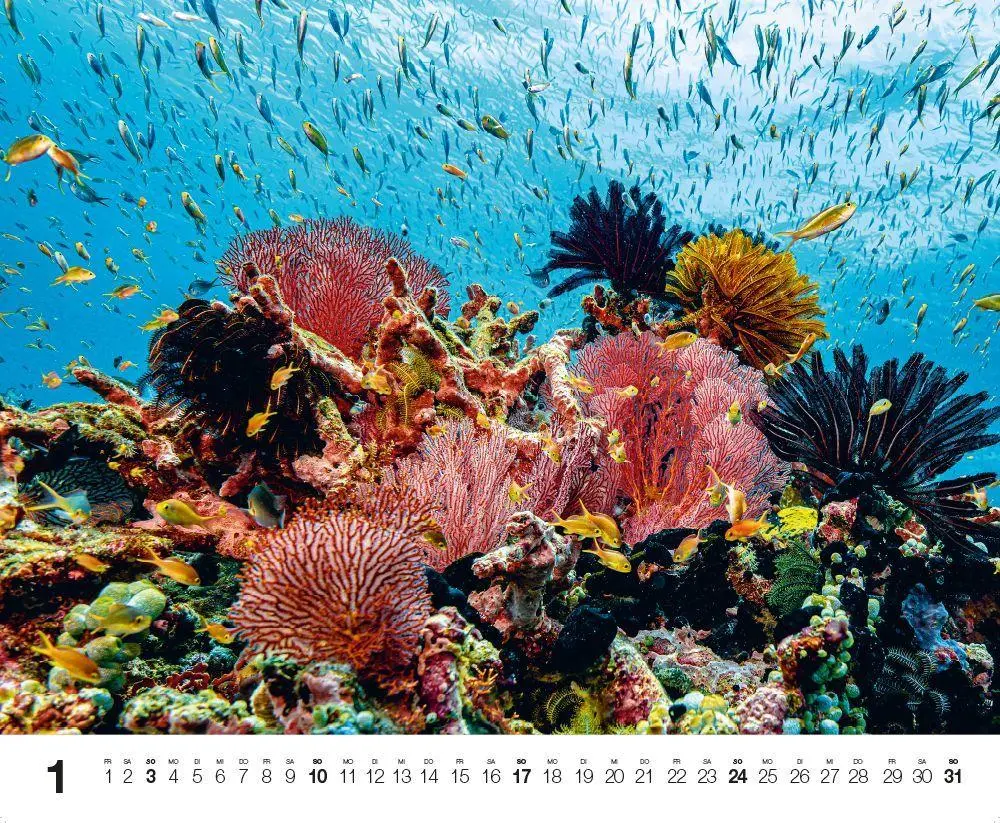 Bild: 9783667132192 | Dive 2027 | Kalender | Kalender | 14 S. | Deutsch | 2027