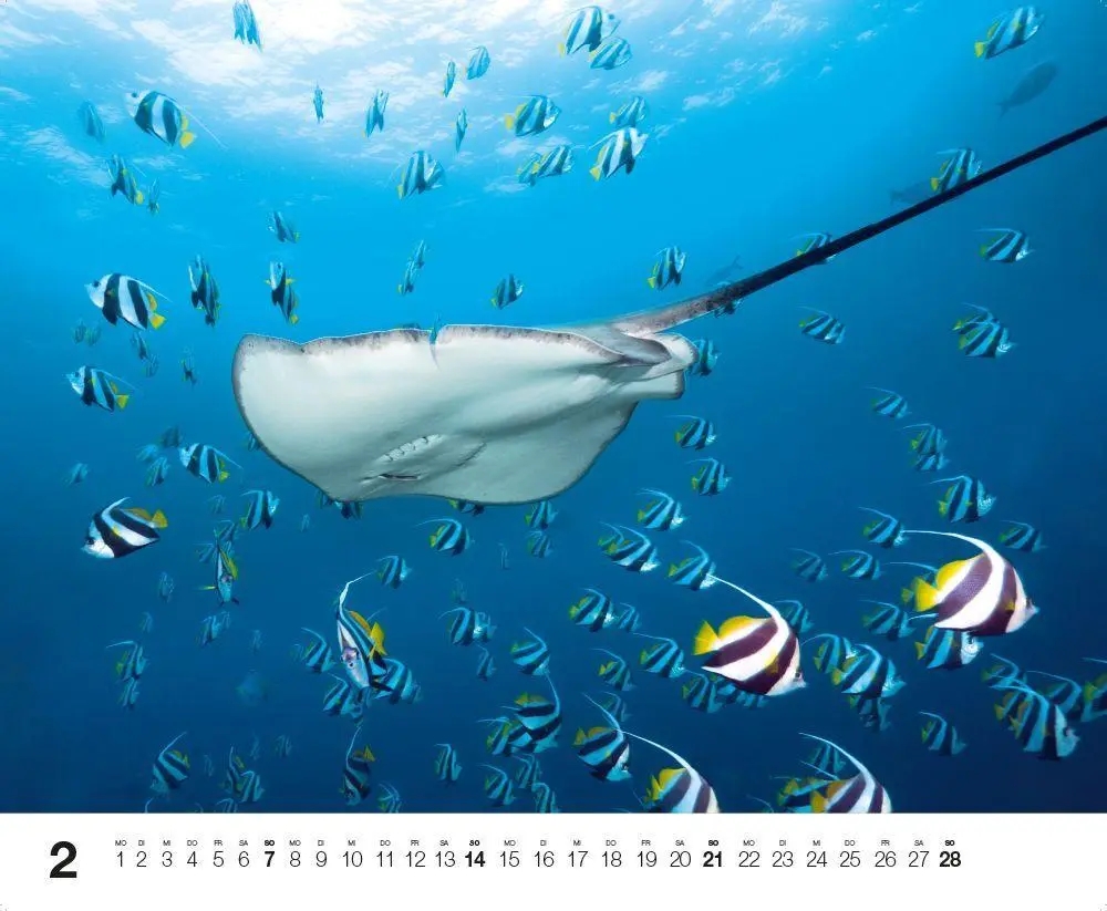Bild: 9783667132192 | Dive 2027 | Kalender | Kalender | 14 S. | Deutsch | 2027