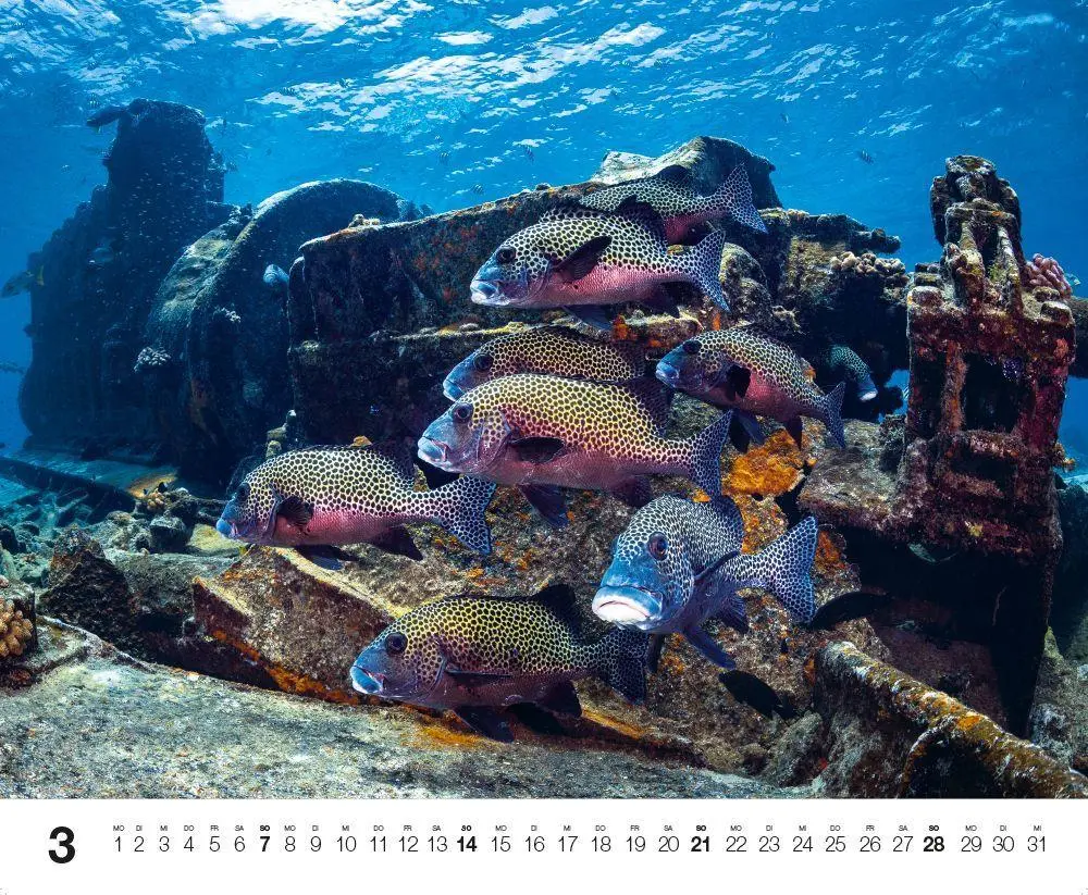 Bild: 9783667132192 | Dive 2027 | Kalender | Kalender | 14 S. | Deutsch | 2027