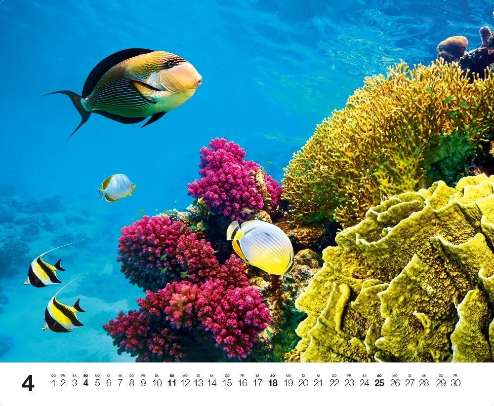 Bild: 9783667132192 | Dive 2027 | Kalender | Kalender | 14 S. | Deutsch | 2027