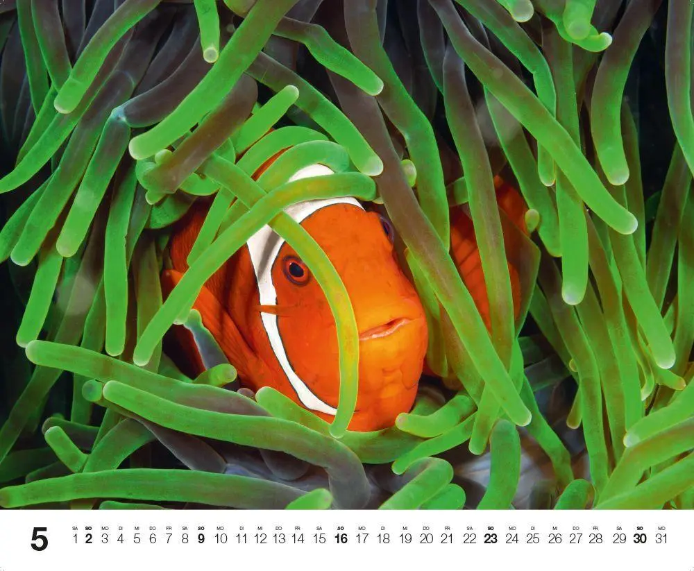 Bild: 9783667132192 | Dive 2027 | Kalender | Kalender | 14 S. | Deutsch | 2027