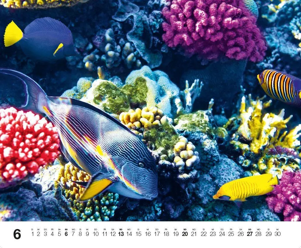 Bild: 9783667132192 | Dive 2027 | Kalender | Kalender | 14 S. | Deutsch | 2027