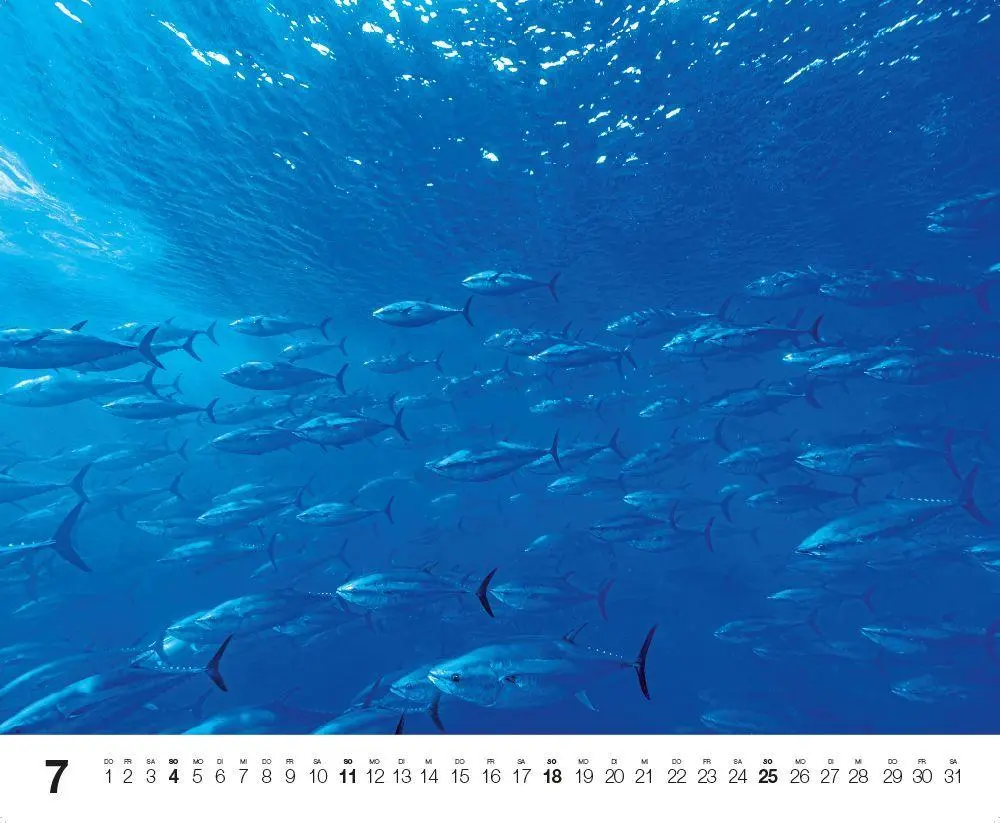 Bild: 9783667132192 | Dive 2027 | Kalender | Kalender | 14 S. | Deutsch | 2027