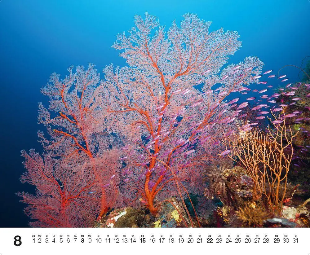 Bild: 9783667132192 | Dive 2027 | Kalender | Kalender | 14 S. | Deutsch | 2027