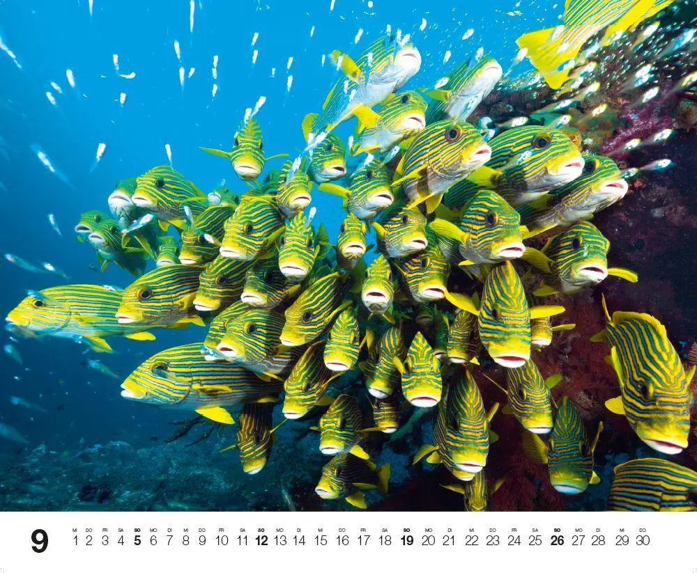Bild: 9783667132192 | Dive 2027 | Kalender | Kalender | 14 S. | Deutsch | 2027