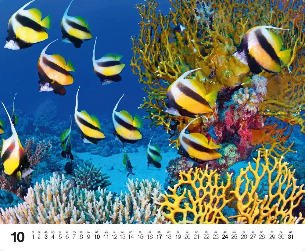Bild: 9783667132192 | Dive 2027 | Kalender | Kalender | 14 S. | Deutsch | 2027