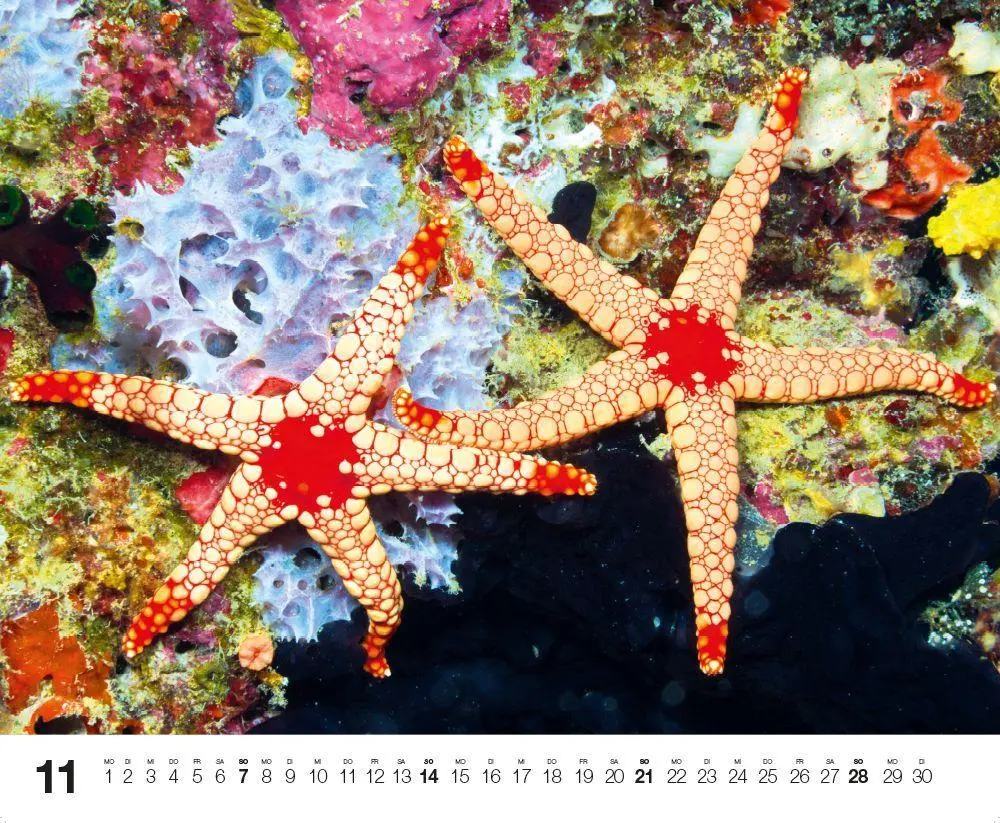 Bild: 9783667132192 | Dive 2027 | Kalender | Kalender | 14 S. | Deutsch | 2027