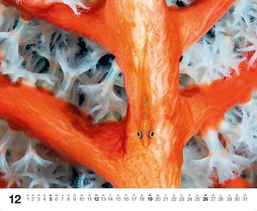 Bild: 9783667132192 | Dive 2027 | Kalender | Kalender | 14 S. | Deutsch | 2027