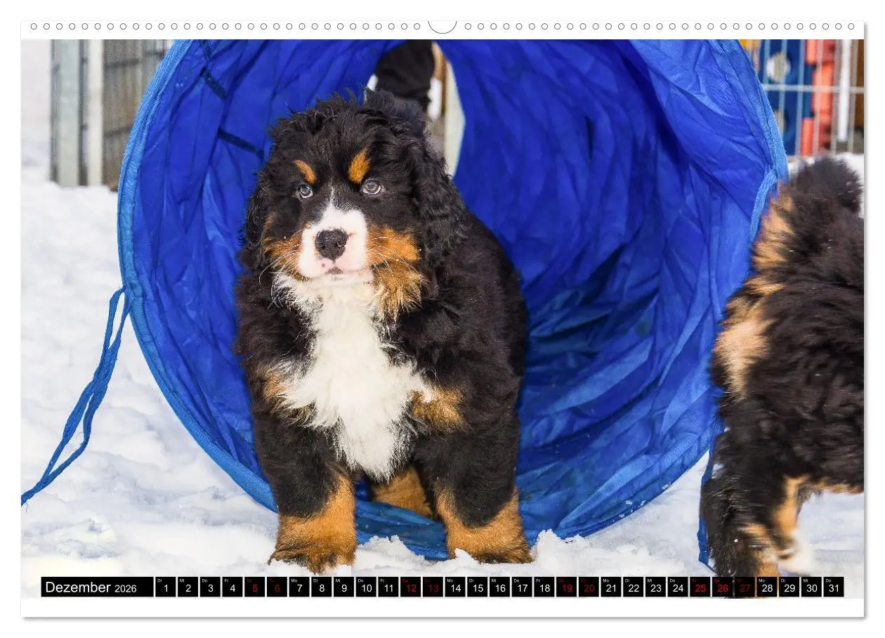 Bild: 9783457552292 | Berner Sennenhund Welpen - Bezaubernde Plüschbärchen (Wandkalender...