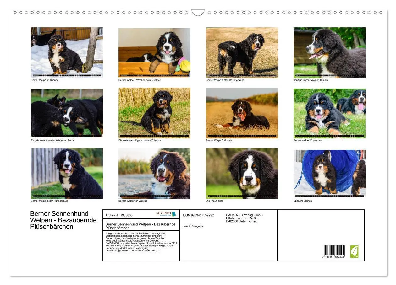 Bild: 9783457552292 | Berner Sennenhund Welpen - Bezaubernde Plüschbärchen (Wandkalender...