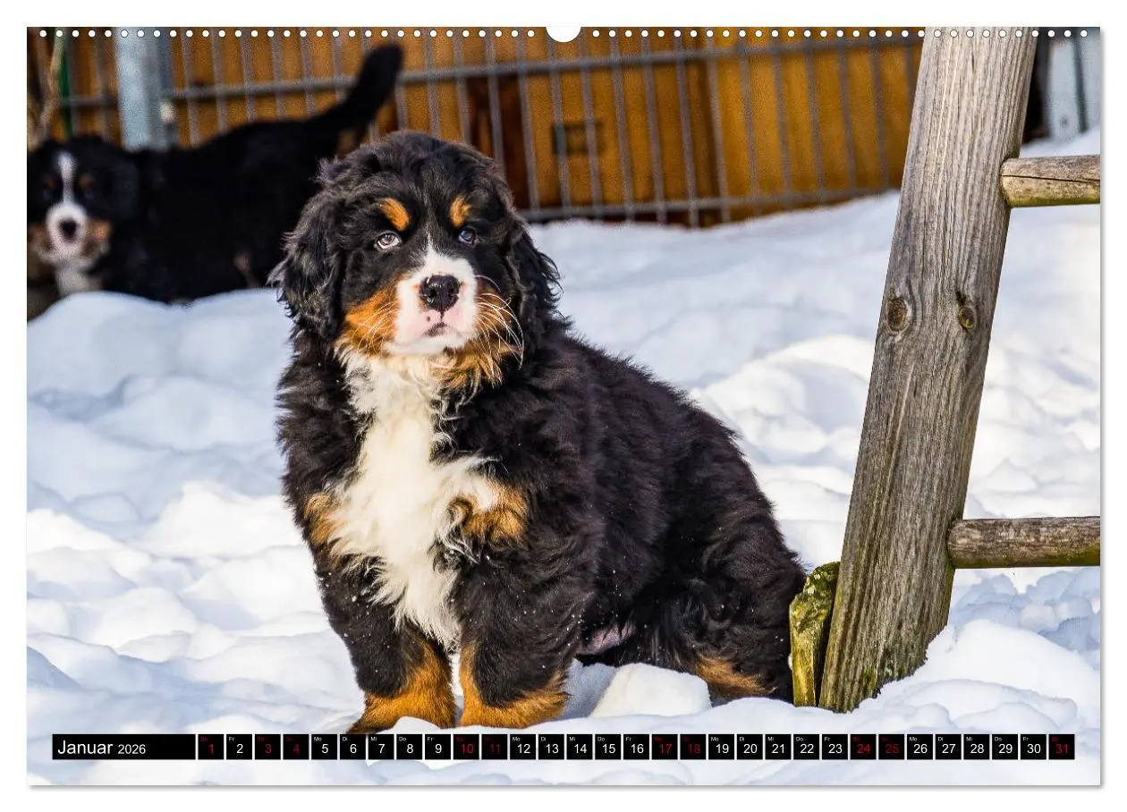 Bild: 9783457552292 | Berner Sennenhund Welpen - Bezaubernde Plüschbärchen (Wandkalender...