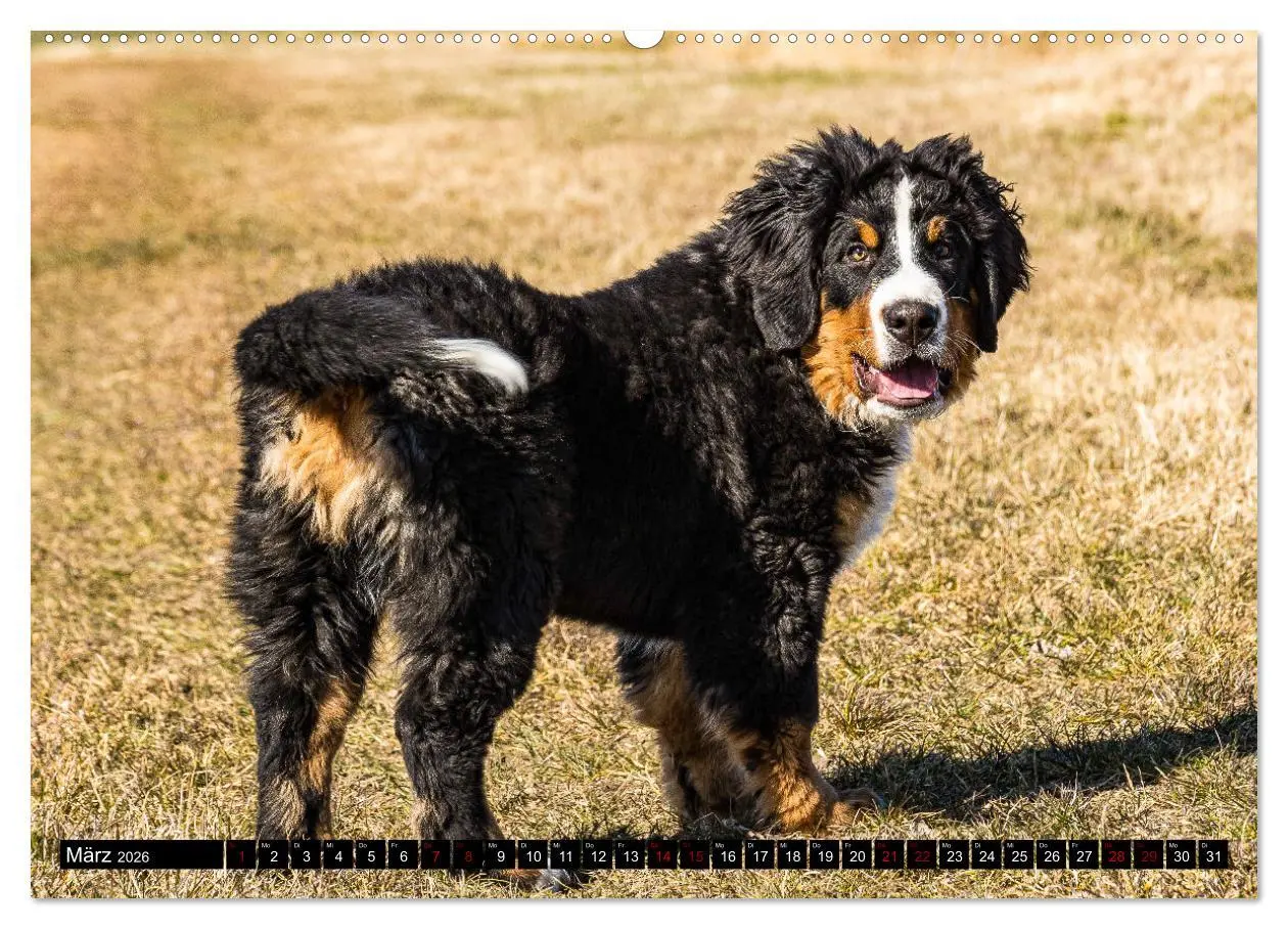 Bild: 9783457552292 | Berner Sennenhund Welpen - Bezaubernde Plüschbärchen (Wandkalender...