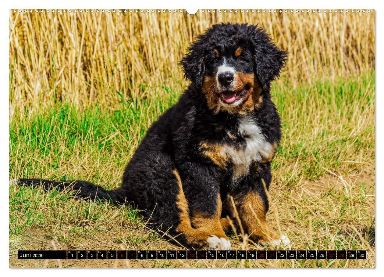 Bild: 9783457552292 | Berner Sennenhund Welpen - Bezaubernde Plüschbärchen (Wandkalender...
