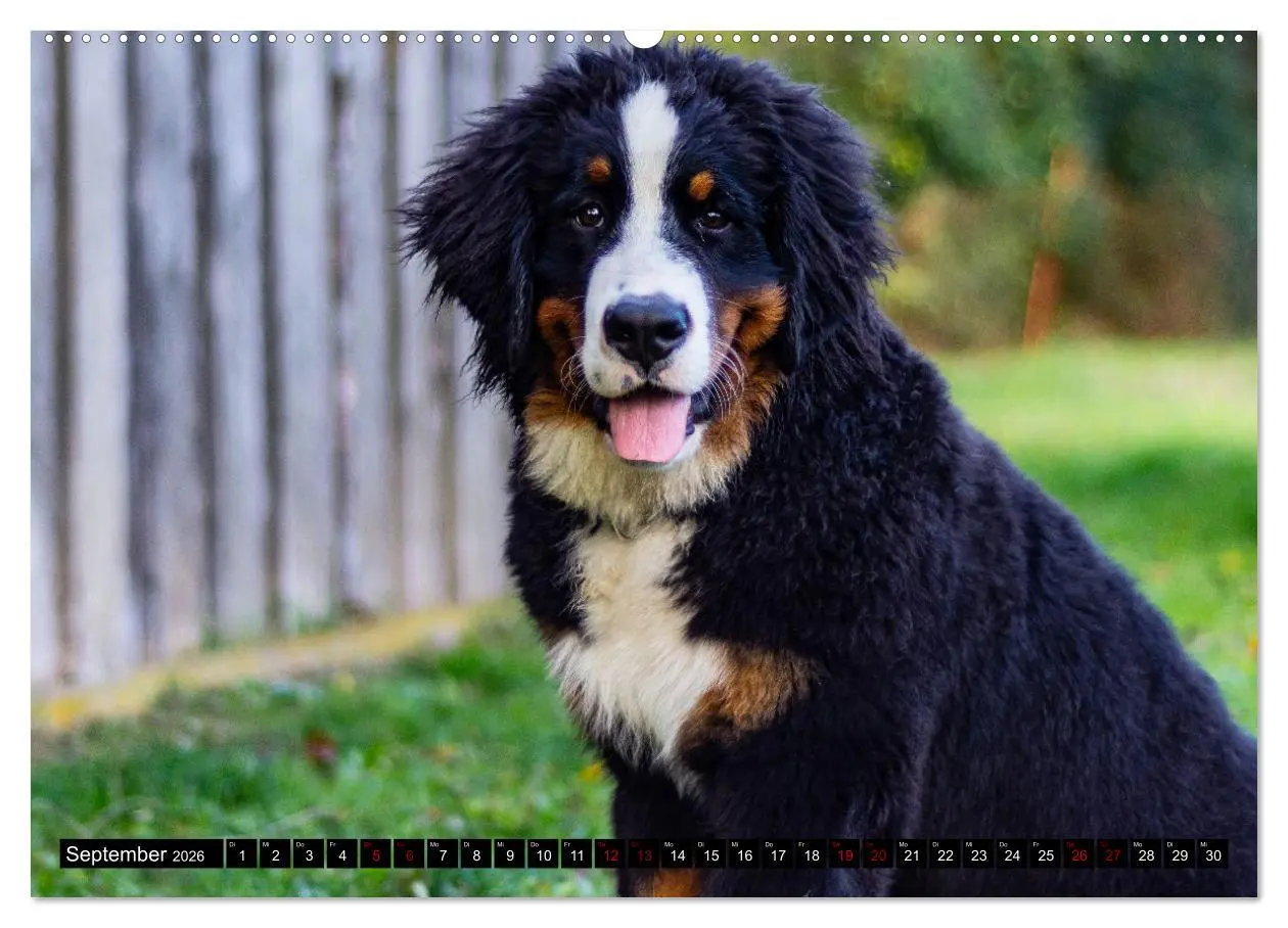 Bild: 9783457552292 | Berner Sennenhund Welpen - Bezaubernde Plüschbärchen (Wandkalender...