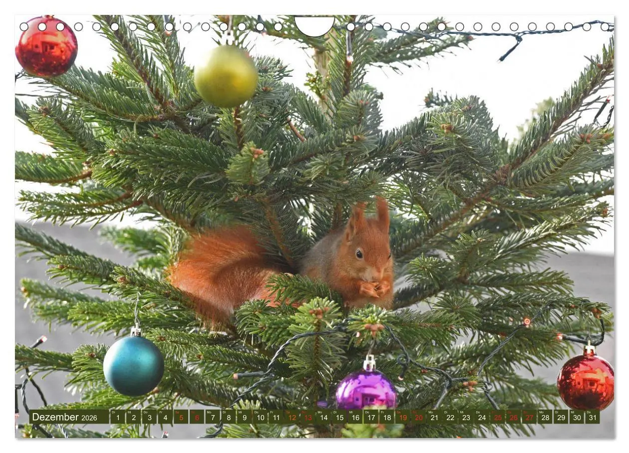 Bild: 9783516022292 | Neuer Spaß mit Eichhörnchen-Kindern (Wandkalender 2026 DIN A4...