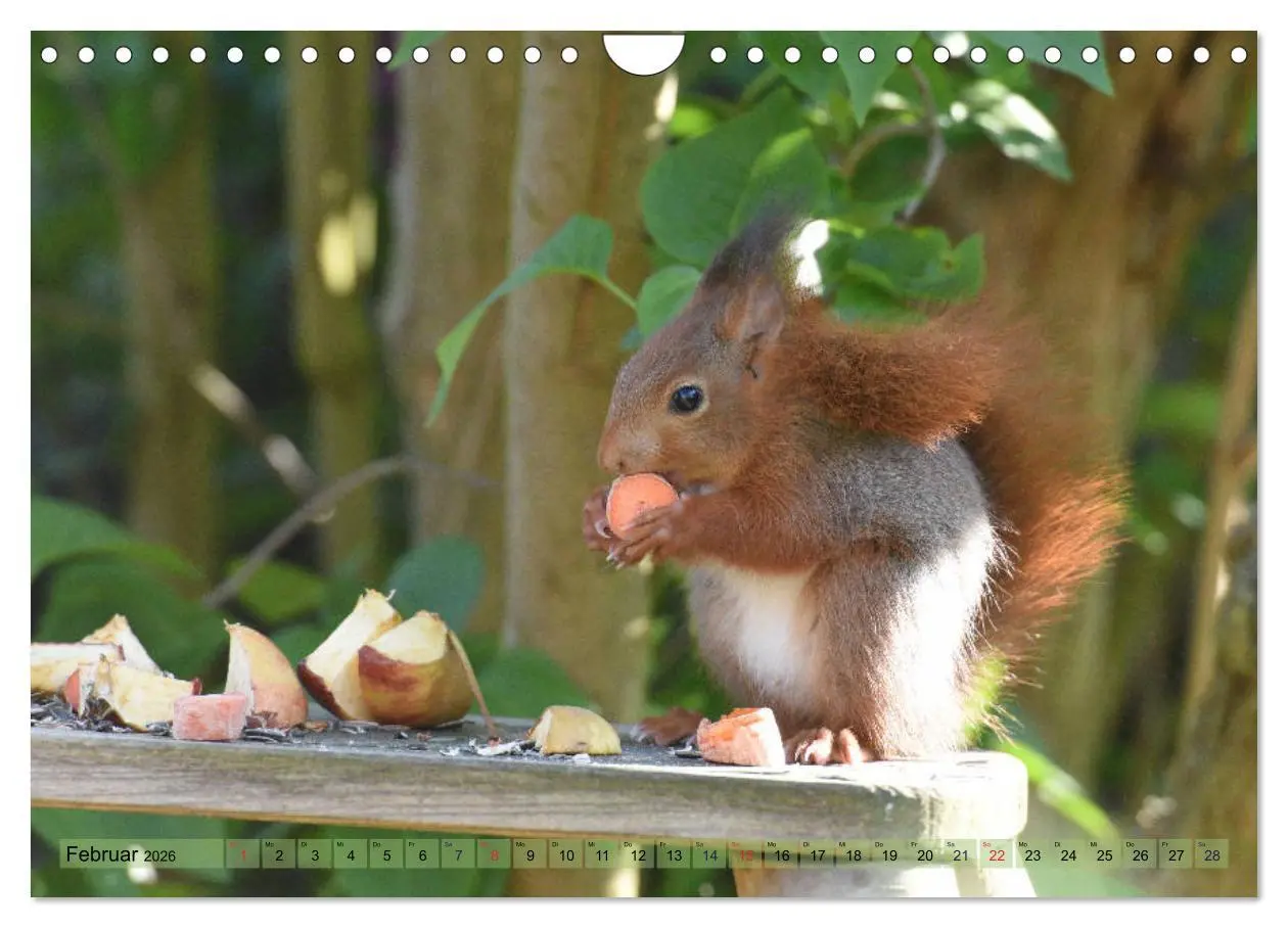 Bild: 9783516022292 | Neuer Spaß mit Eichhörnchen-Kindern (Wandkalender 2026 DIN A4...