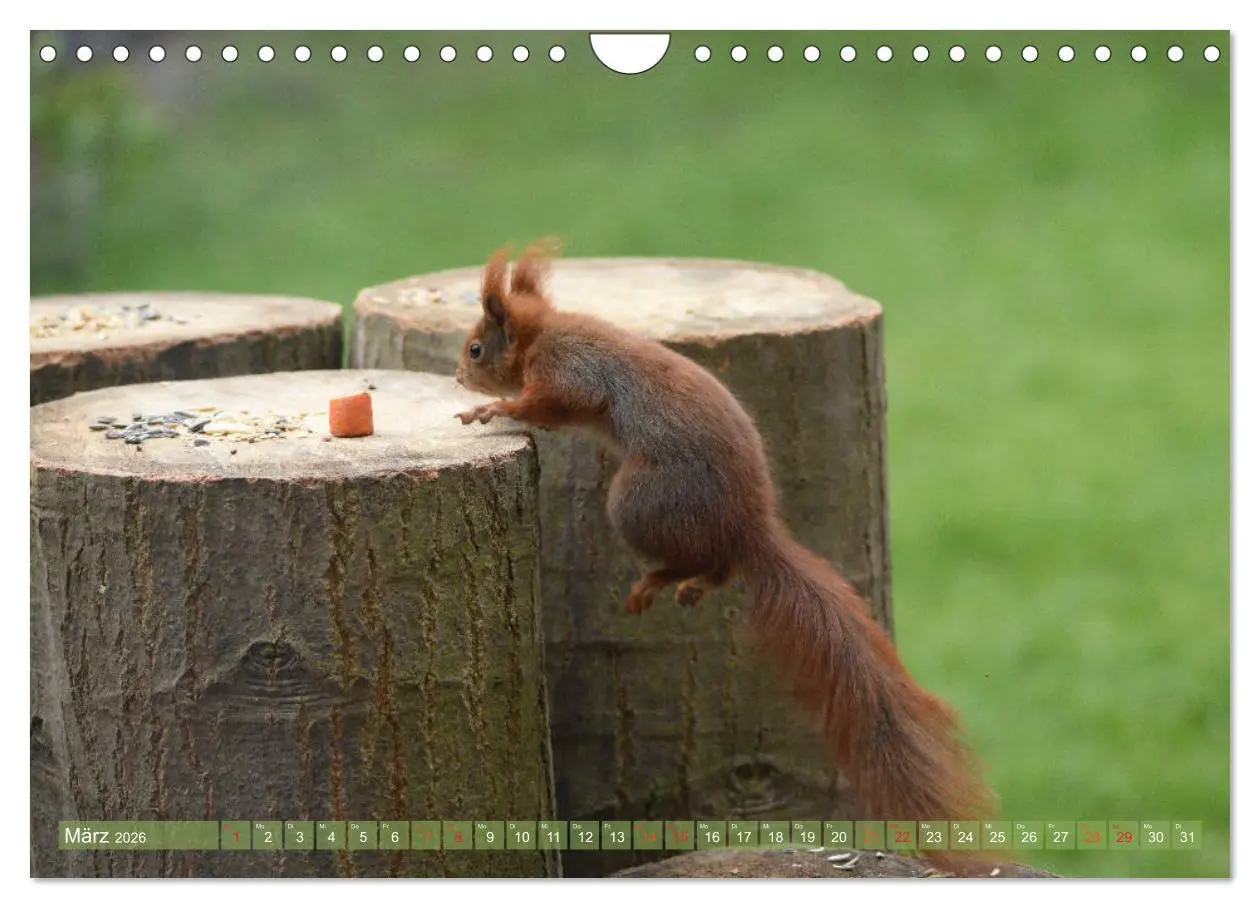 Bild: 9783516022292 | Neuer Spaß mit Eichhörnchen-Kindern (Wandkalender 2026 DIN A4...
