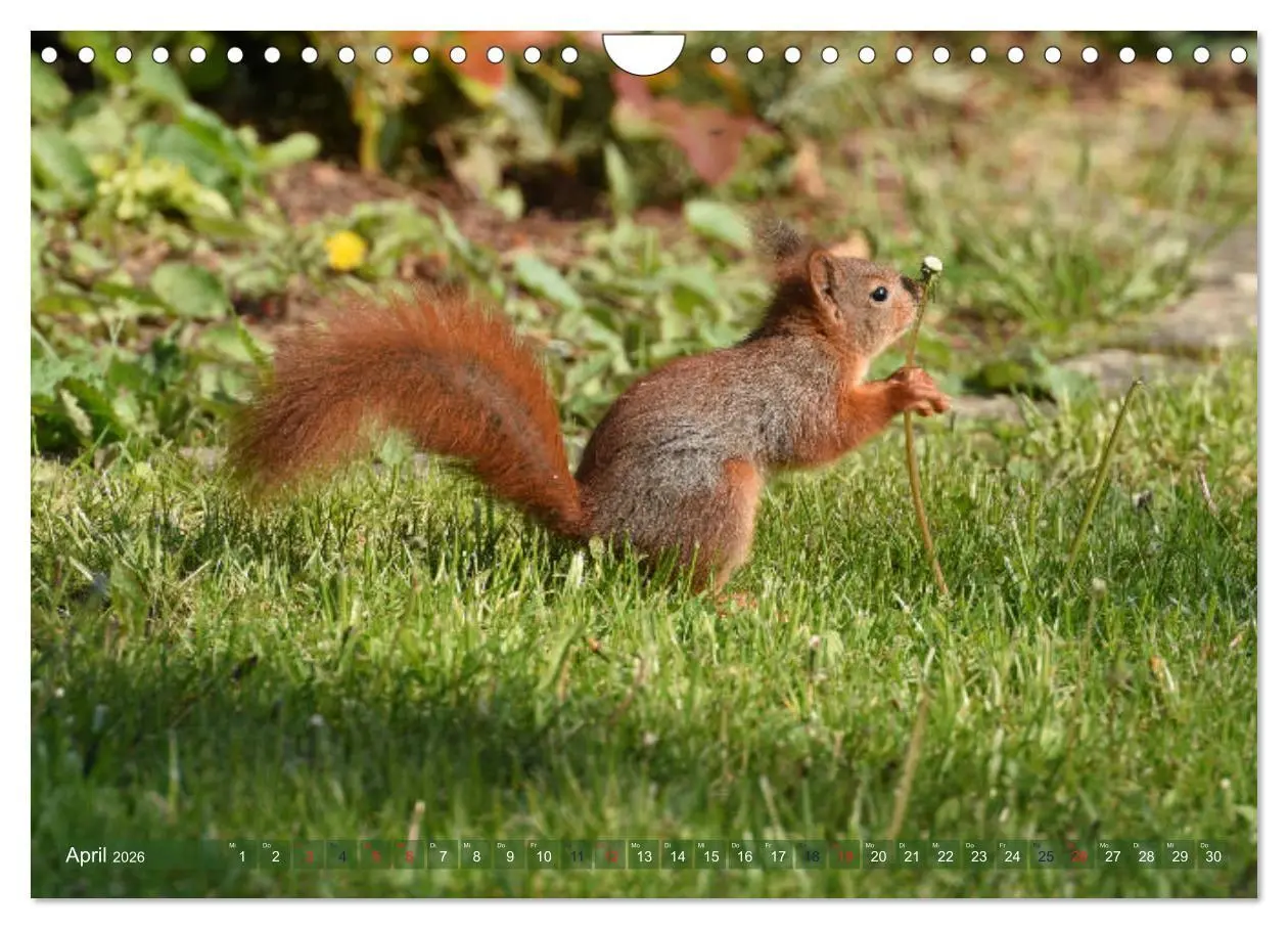 Bild: 9783516022292 | Neuer Spaß mit Eichhörnchen-Kindern (Wandkalender 2026 DIN A4...