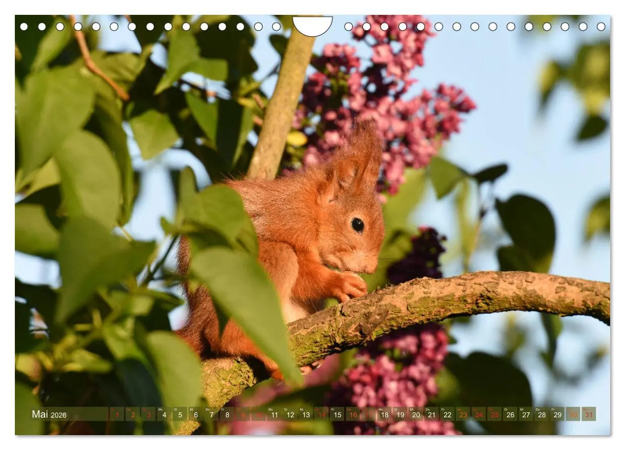 Bild: 9783516022292 | Neuer Spaß mit Eichhörnchen-Kindern (Wandkalender 2026 DIN A4...