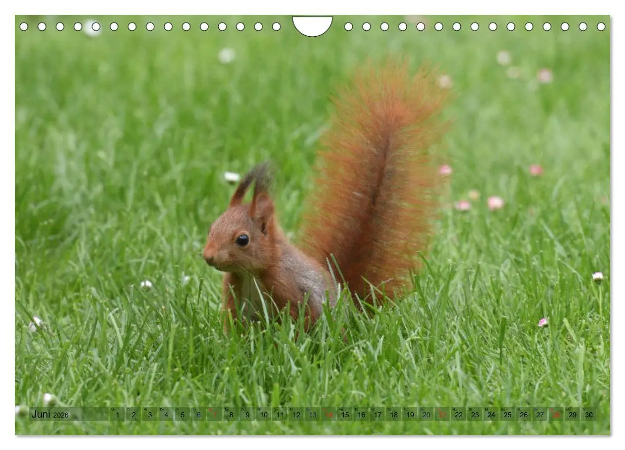 Bild: 9783516022292 | Neuer Spaß mit Eichhörnchen-Kindern (Wandkalender 2026 DIN A4...