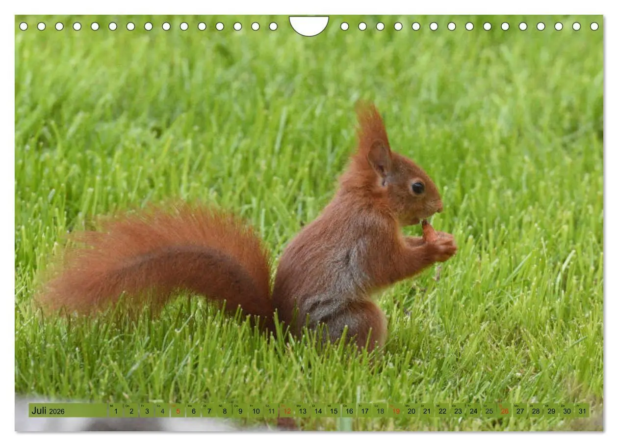 Bild: 9783516022292 | Neuer Spaß mit Eichhörnchen-Kindern (Wandkalender 2026 DIN A4...