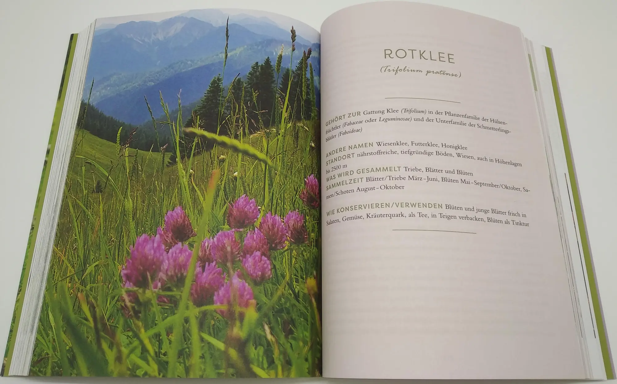 Bild: 9783424632392 | Meine Wildkräuter | Martina Fischer (u. a.) | Taschenbuch | 320 S.