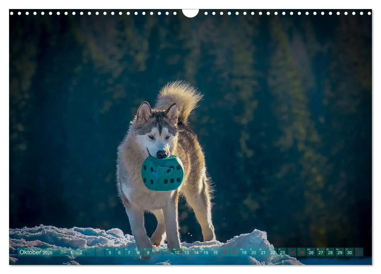 Bild: 9783457782392 | Alaskan Malamute in seinem Element (Wandkalender 2026 DIN A3 quer),...