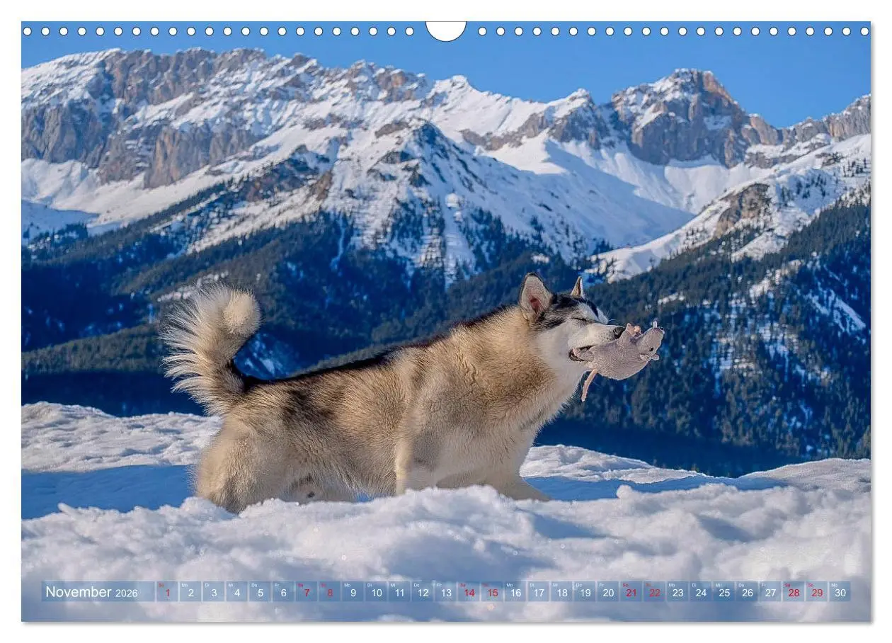 Bild: 9783457782392 | Alaskan Malamute in seinem Element (Wandkalender 2026 DIN A3 quer),...