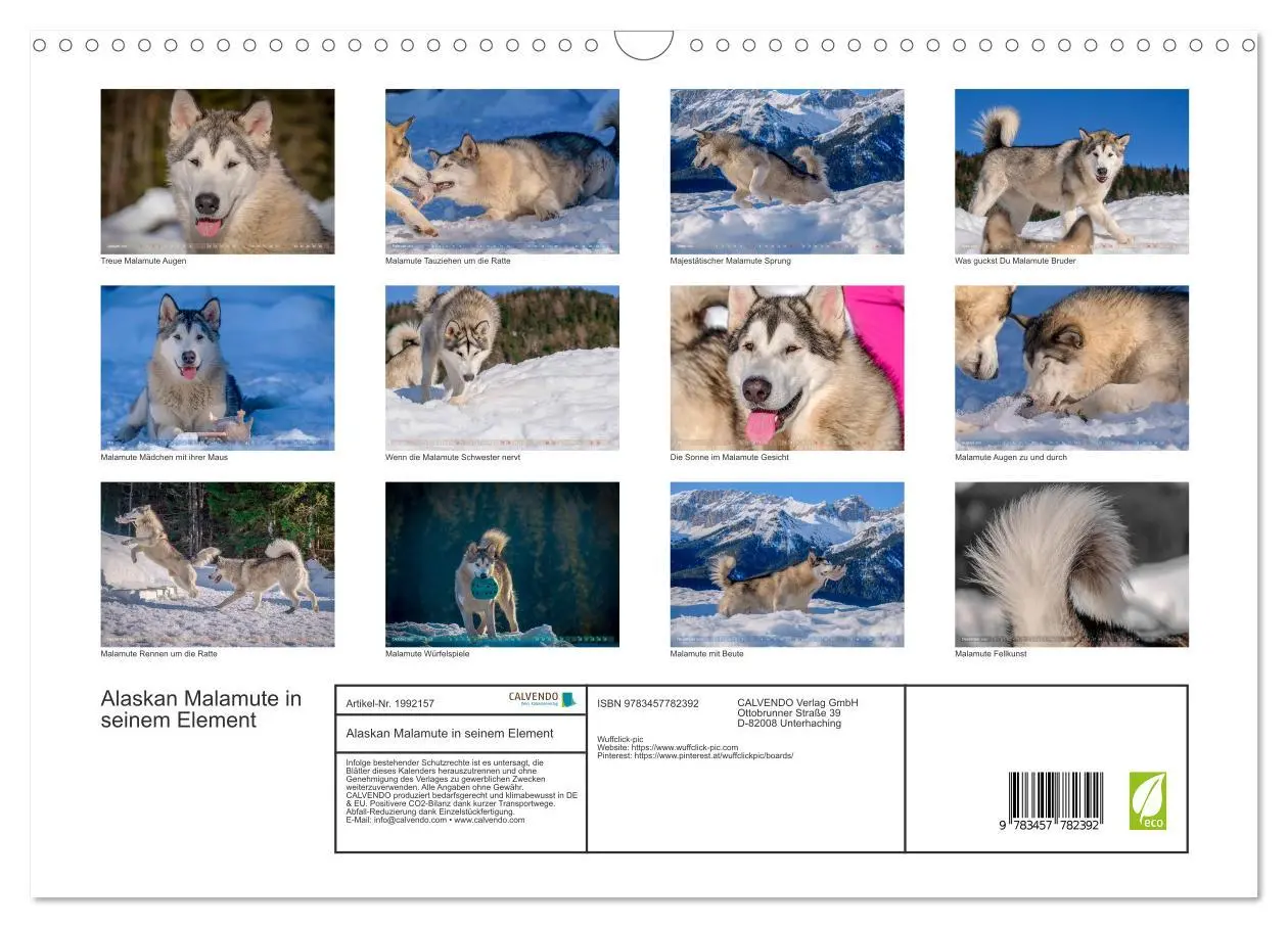 Bild: 9783457782392 | Alaskan Malamute in seinem Element (Wandkalender 2026 DIN A3 quer),...