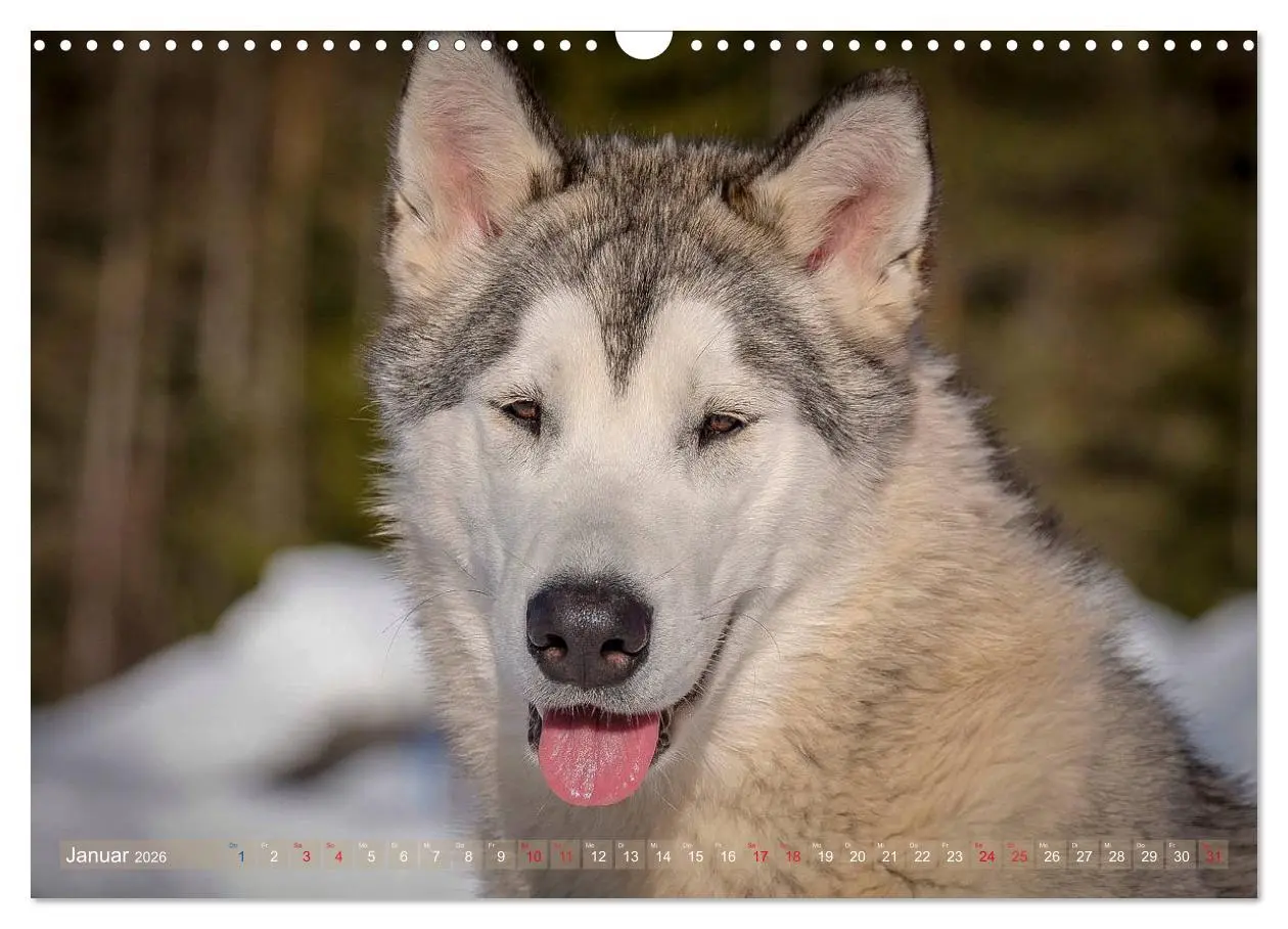 Bild: 9783457782392 | Alaskan Malamute in seinem Element (Wandkalender 2026 DIN A3 quer),...