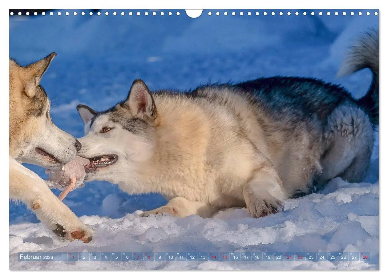 Bild: 9783457782392 | Alaskan Malamute in seinem Element (Wandkalender 2026 DIN A3 quer),...