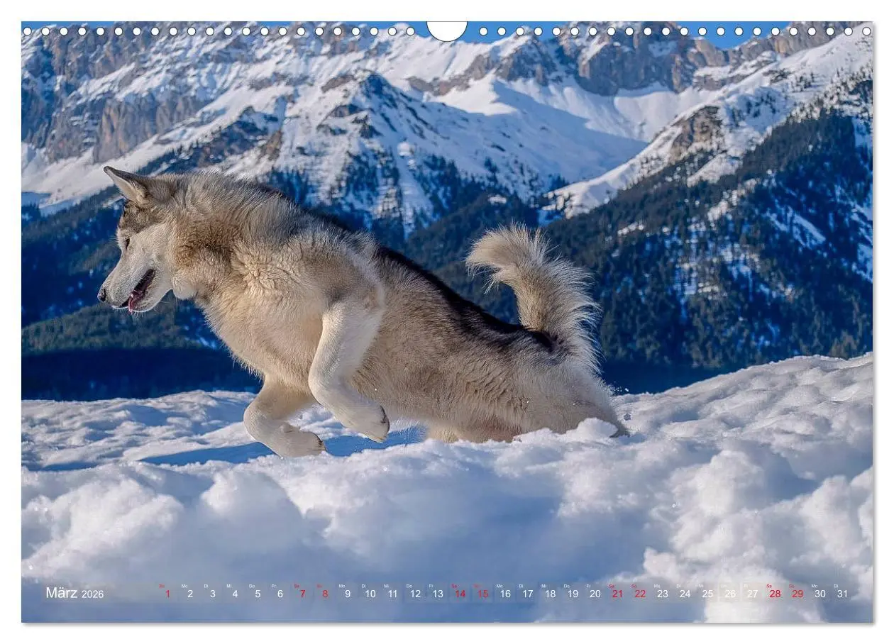 Bild: 9783457782392 | Alaskan Malamute in seinem Element (Wandkalender 2026 DIN A3 quer),...