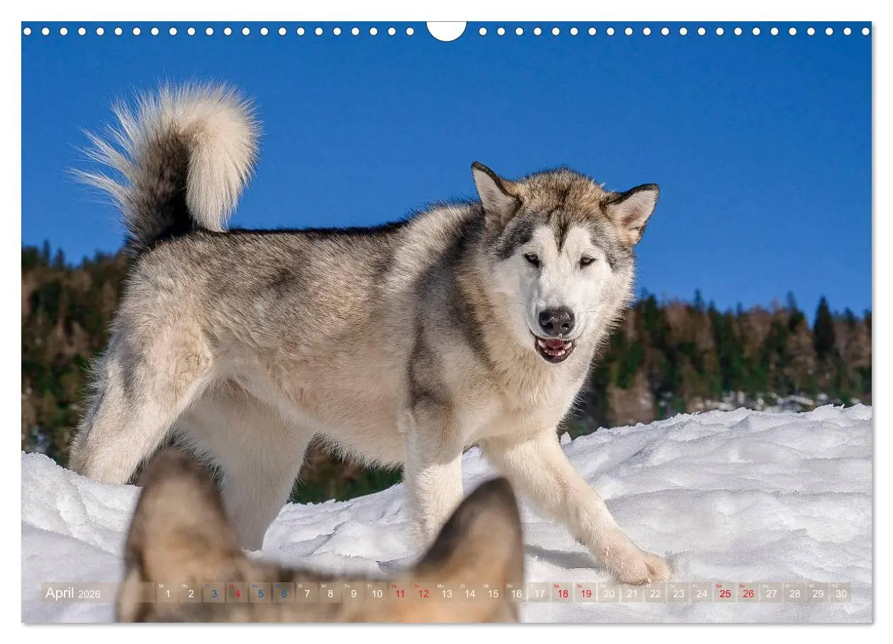 Bild: 9783457782392 | Alaskan Malamute in seinem Element (Wandkalender 2026 DIN A3 quer),...
