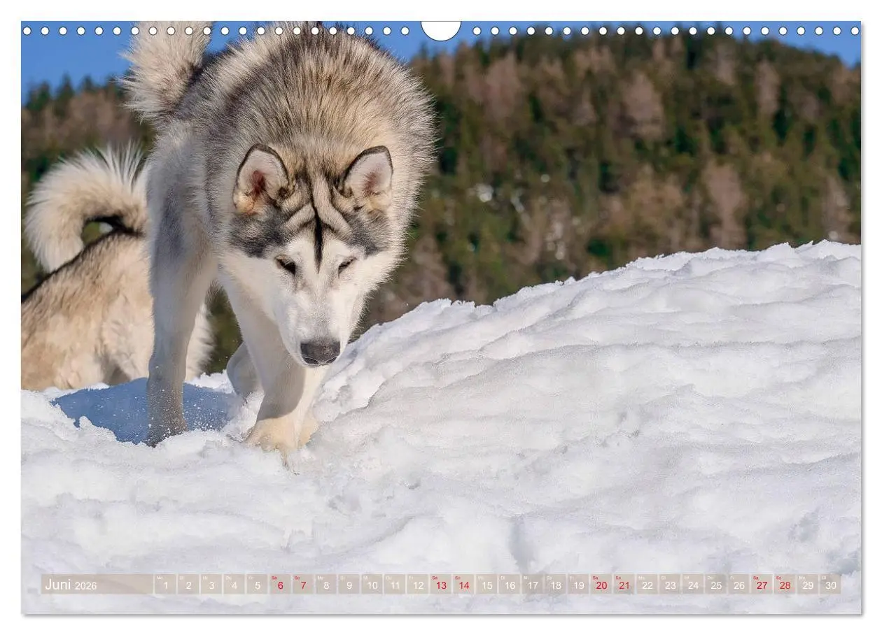 Bild: 9783457782392 | Alaskan Malamute in seinem Element (Wandkalender 2026 DIN A3 quer),...