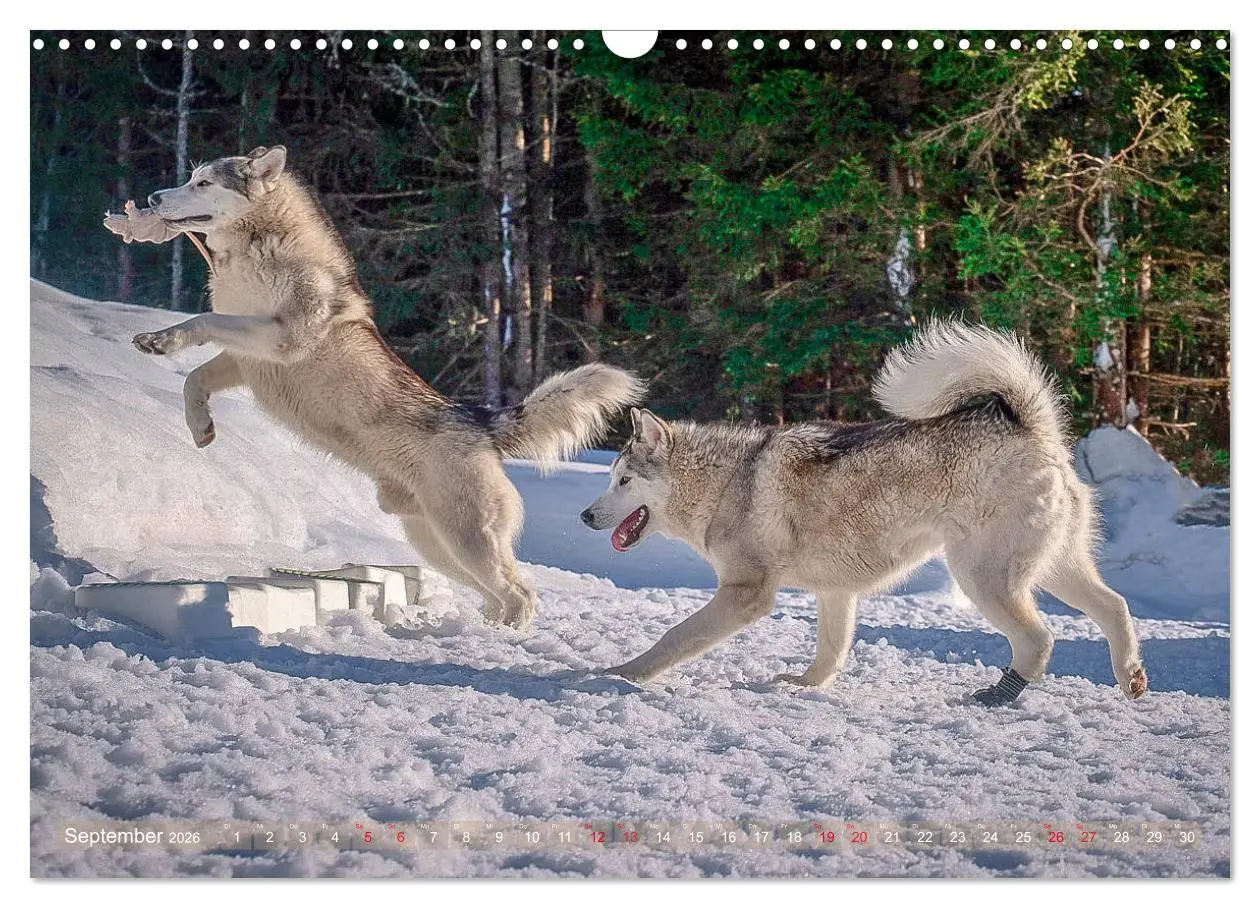 Bild: 9783457782392 | Alaskan Malamute in seinem Element (Wandkalender 2026 DIN A3 quer),...