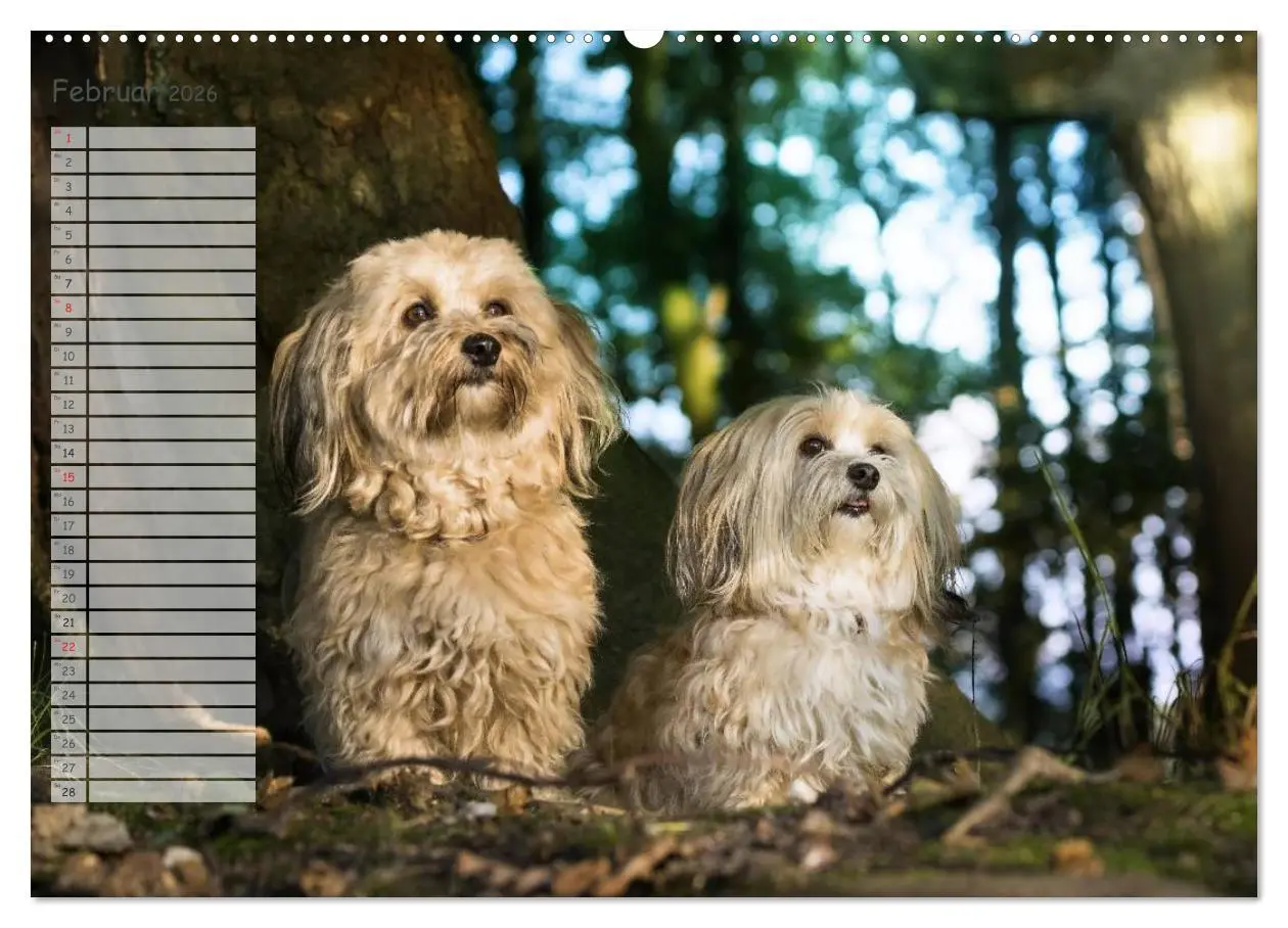 Bild: 9783516012392 | Spaß mit Havanesern (hochwertiger Premium Wandkalender 2026 DIN A2...