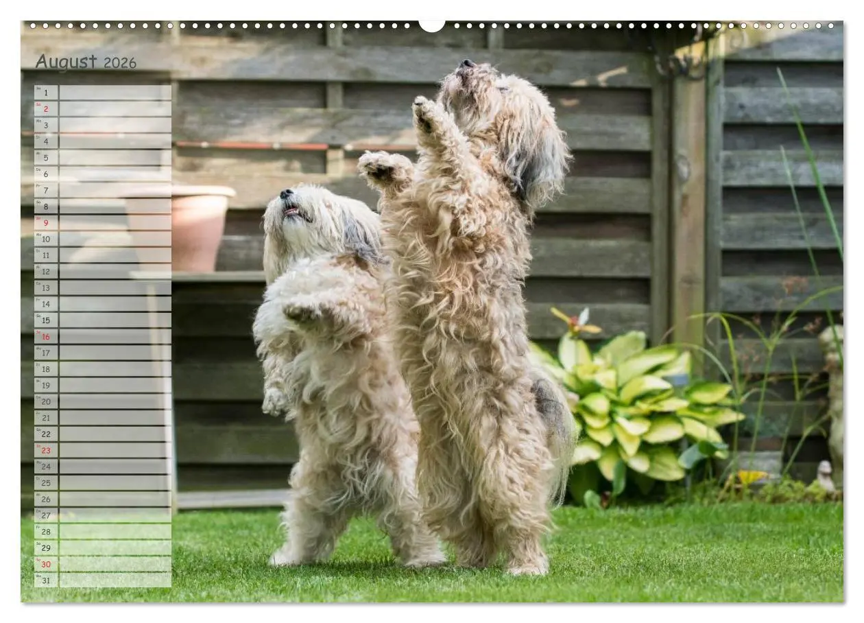 Bild: 9783516012392 | Spaß mit Havanesern (hochwertiger Premium Wandkalender 2026 DIN A2...