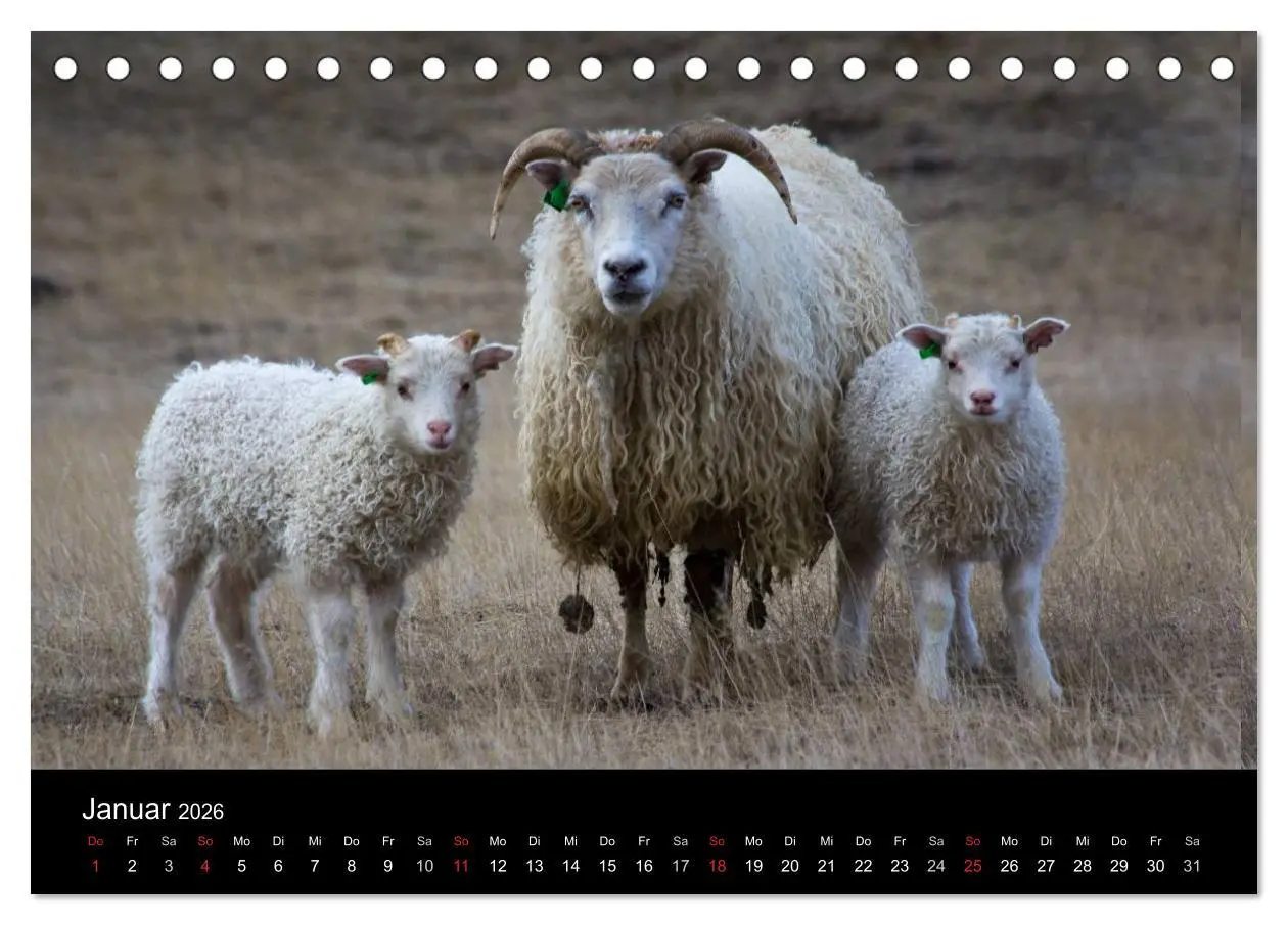 Bild: 9783457992692 | Eindrücklich Island 2026 (Tischkalender 2026 DIN A5 quer), CALVENDO...