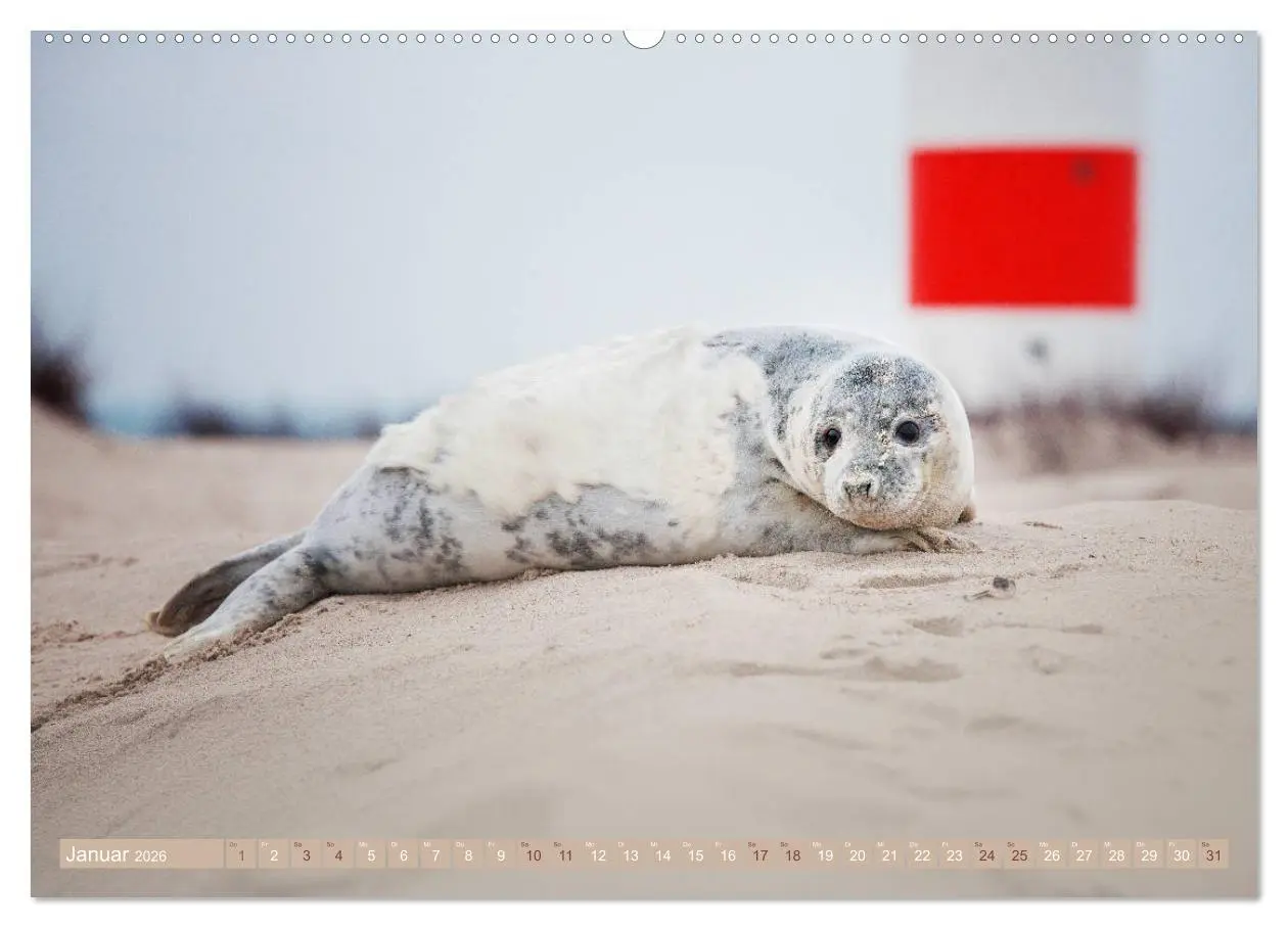 Bild: 9783457812792 | Kegelrobben - Die Kegelrobben von Helgoland (Wandkalender 2026 DIN...
