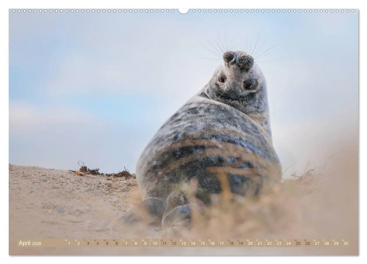 Bild: 9783457812792 | Kegelrobben - Die Kegelrobben von Helgoland (Wandkalender 2026 DIN...