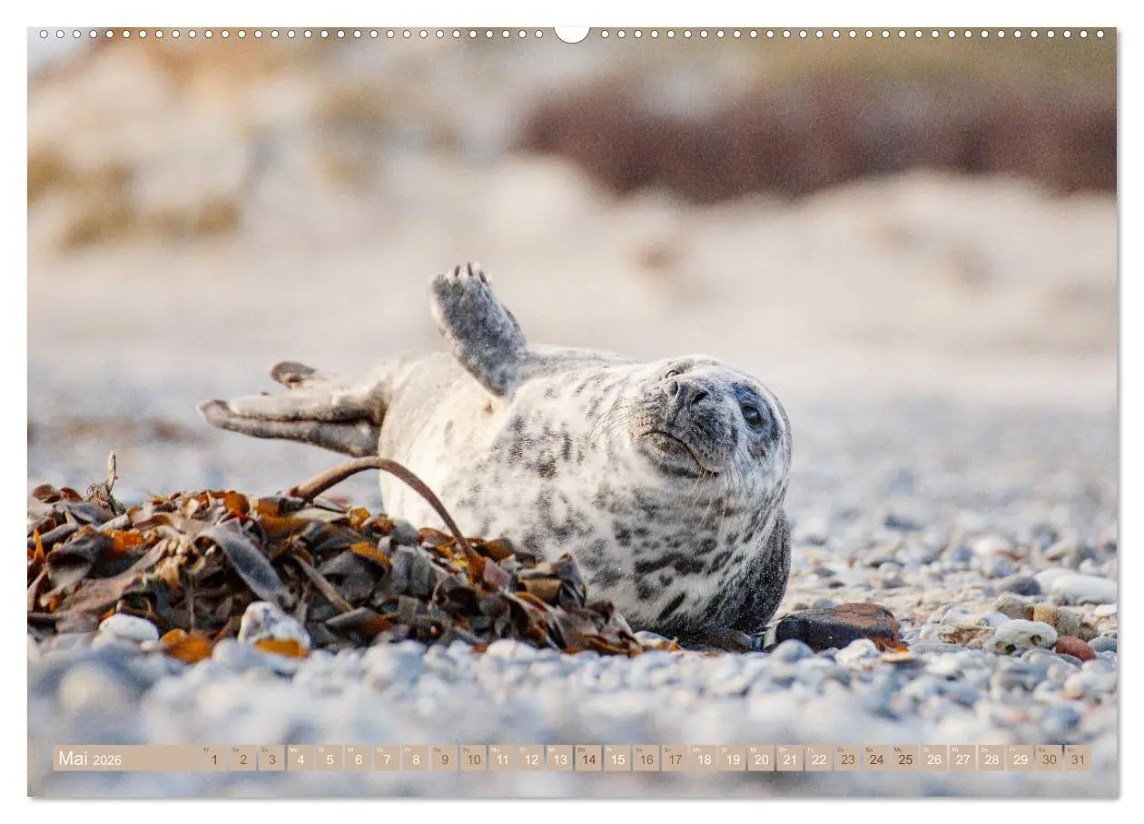 Bild: 9783457812792 | Kegelrobben - Die Kegelrobben von Helgoland (Wandkalender 2026 DIN...