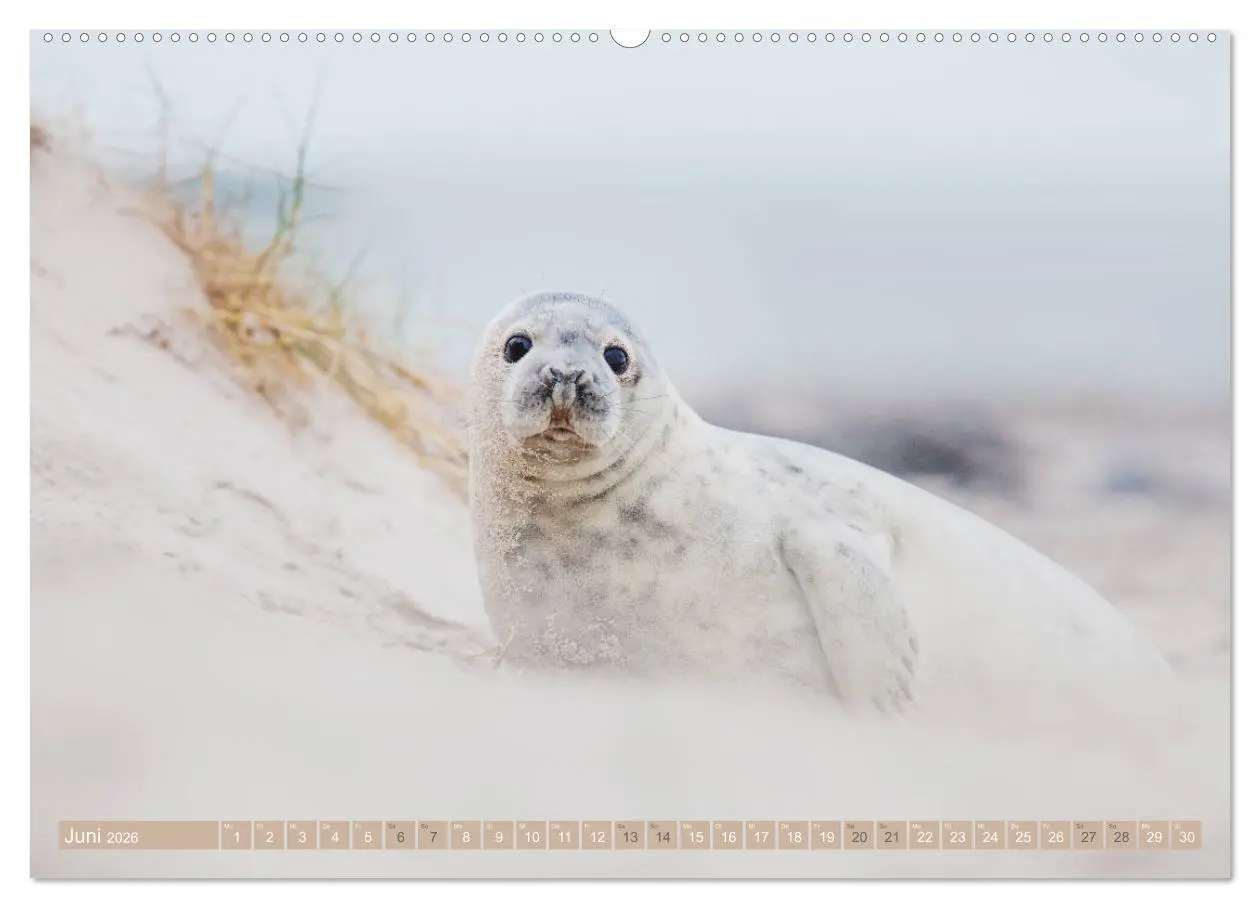 Bild: 9783457812792 | Kegelrobben - Die Kegelrobben von Helgoland (Wandkalender 2026 DIN...