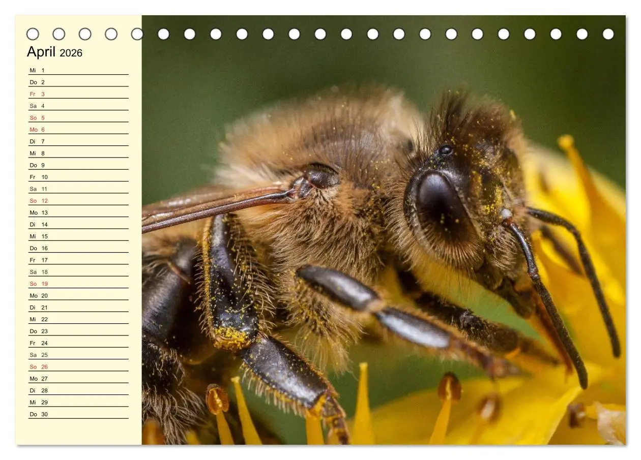 Bild: 9783457982792 | Fleißige Bienen. Von der Blüte bis zum Honig (Tischkalender 2026...
